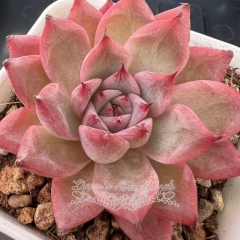Echeveria 'Romantic Wind' | Real & Unique