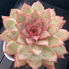 Echeveria 'Fantasy Music' | Real & Unique