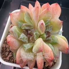 Echeveria 'Rainbow Candy' | Real & Unique
