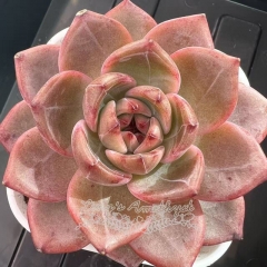 Echeveria 'Daredevil' | Real & Unique