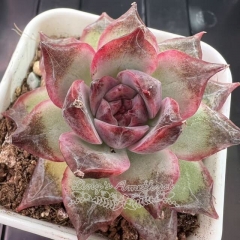 Echeveria 'Black Memories' | Real & Unique