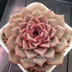 Echeveria 'Cindy' | Real & Unique
