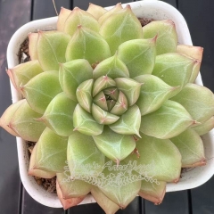 Echeveria 'Green Orange' | Real & Unique
