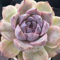 Echeveria 'Arabian Nights' | Real & Unique