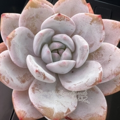 Echeveria 'Schnauzer' | Real & Unique