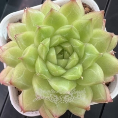 Echeveria 'Emerald Perfume' | Real & Unique