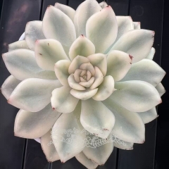Echeveria Moon Fairy variegated | Real & Unique