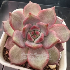 Echeveria 'Purple Shadow' | Real & Unique