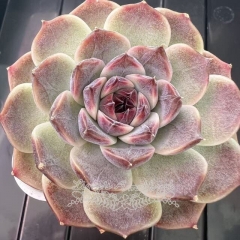 Echeveria 'Purple King' | Real & Unique