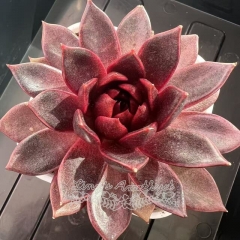 Echeveria 'Golden Fox' | Real & Unique
