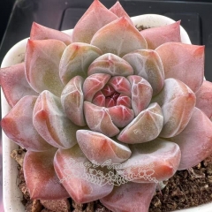 Echeveria 'Starry Shadow' | Real & Unique