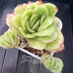 Echeveria 'Ice Rose' variegated | Real & Unique