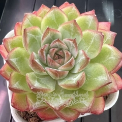 Echeveria 'Dopamine' | Real & Unique