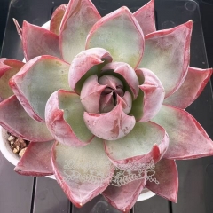 Echeveria Casio Variegata | Real & Unique
