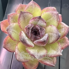 Echeveria 'Purple Sugar Rose' | Real & Unique