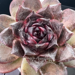 Echeveria 'Black Plum' | Real & Unique
