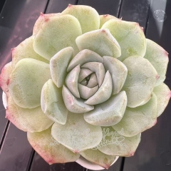 Echeveria 'Cherish' | Real & Unique