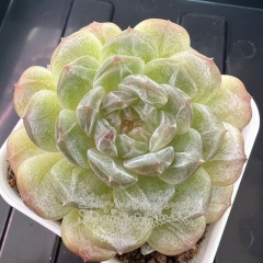 Echeveria 'White Lover' | Real & Unique