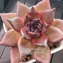 Echeveria 'Red Diamond' | Real & Unique