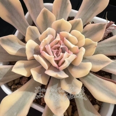 Echeveria 'Liberia' variegated | Real & Unique