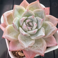 Echeveria 'Angelica' | Real & Unique