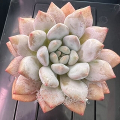 Echeveria 'Pink Moon Beauty' | Real & Unique