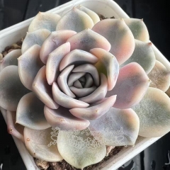 Echeveria Taini Burger variegated | Real & Unique