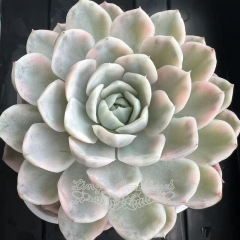 Echeveria Mexican Snowball variegated | Real & Unique