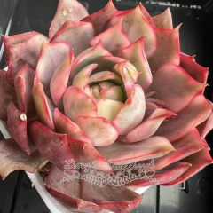 Echeveria Captain Rose variegated | Real & Unique