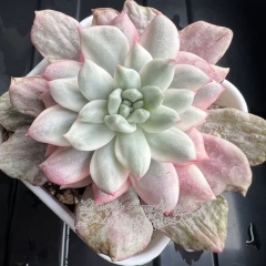Echeveria Scarlett variegated | Real & Unique