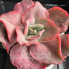 Echeveria Mini Gossaon variegated | Real & Unique