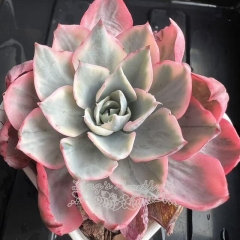 Echeveria amistar variegated | Real & Unique