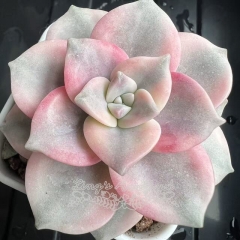 Graptopetalum 'Purple Delight' variegated | Real & Unique