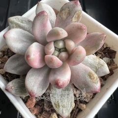 Echeveria c hanel variegated | Real & Unique