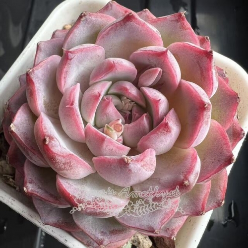 Echeveria 'Ice Moon' | Real & Unique