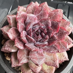 Echeveria Black Diamond | Real & Unique