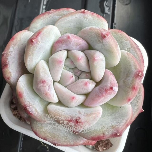Echeveria 'Pink Stone' | Real & Unique