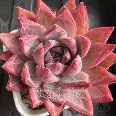 Echeveria 'Drunken Beauty' | Real & Unique