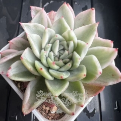 Echeveria 'Rajoya' variegated | Real & Unique