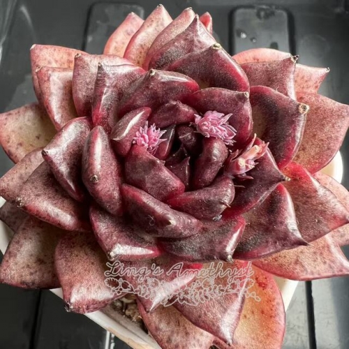 Echeveria 'Black Phoenix' | Real & Unique