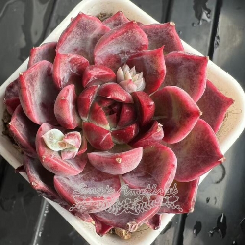 Echeveria 'Fascination' | Real & Unique