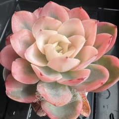 Echeveria Pink Bella variegated | Real & Unique