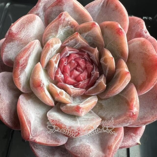 Echeveria 'Ice Soul' | Real & Unique