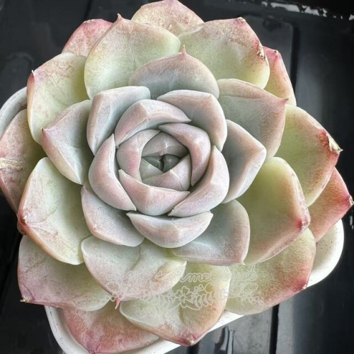 Echeveria 'Cherish' | Real & Unique