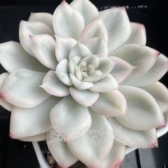 Echeveria Moon Fairy variegated | Real & Unique