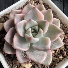 Echeveria Pretty in Pink variegated | Real & Unique