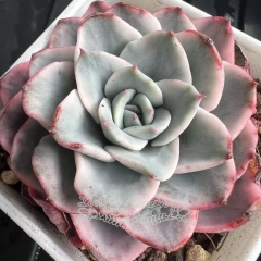 Echeveria Atlantis variegated | Real & Unique