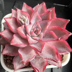 Echeveria 'Love Magic' | Real & Unique