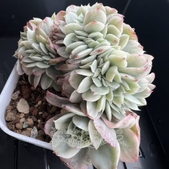 Echeveria domingo variegated cristata | Real & Unique