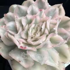 Echeveria Purple Butterfly variegated | Real & Unique